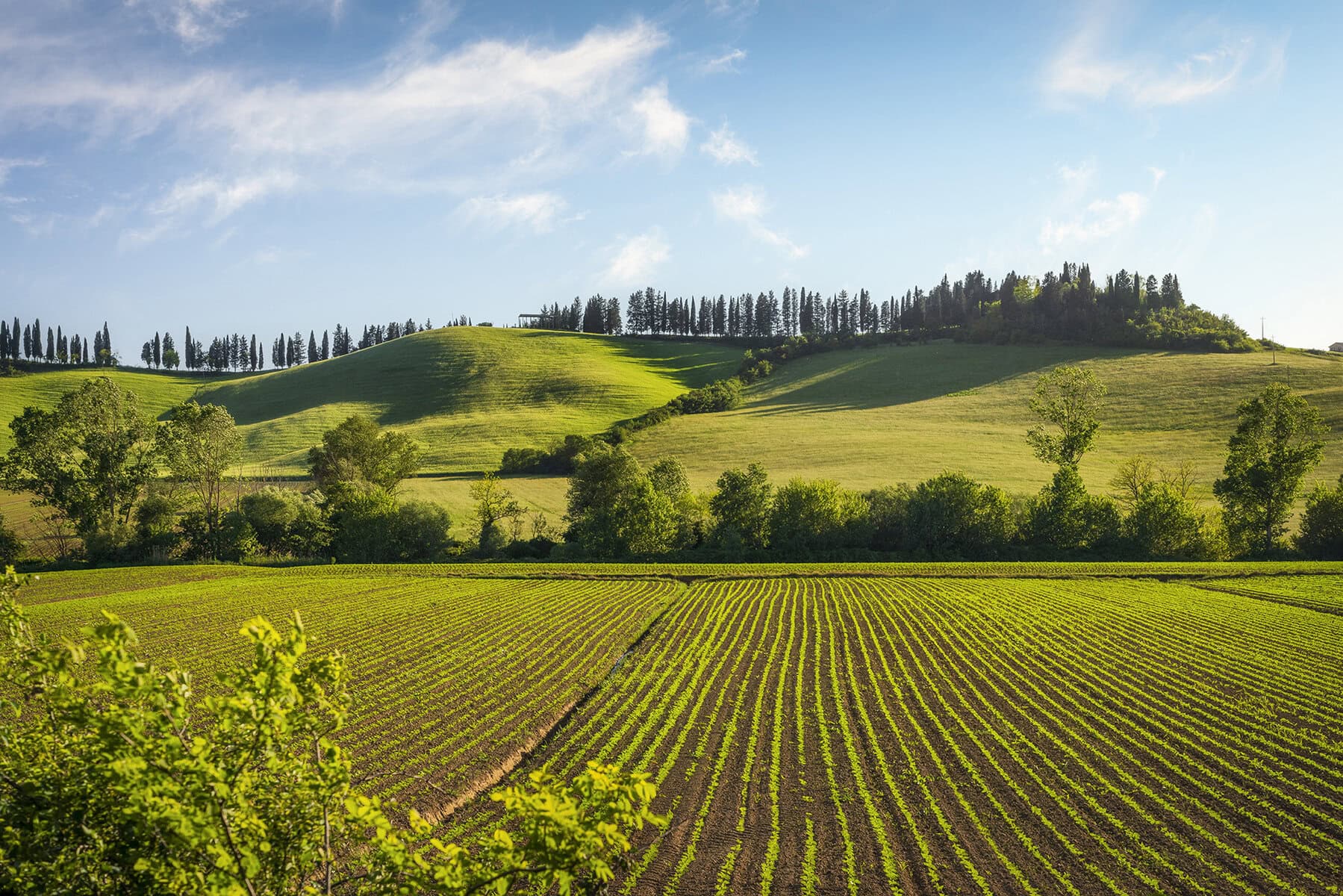 Cultivation along the route of the viaa Francigena.